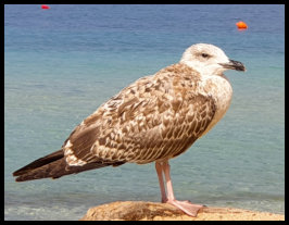 Pachis Beach - Albatros