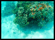 Koralle - einer der wenigen überlebenden
