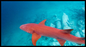 Sandtigerhai - Auf einen Schnorchel Ausflug gesehen