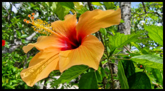 Hibiskus -  oder?