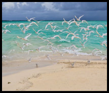 Sandbank - Kuramathi